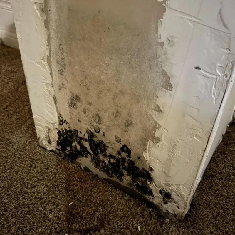Professional Mold Removal in Brewster, WA